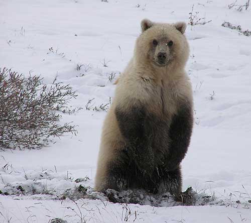 Bears stand up to get a better look and better catch a scent on the wind It39s not an aggressive posture This brown bear is digging up roots to eat near the Sagavanirktok River in northern Alaska