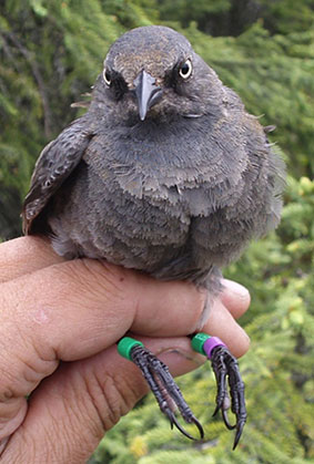 One remarkable thing about rusty blackbirds is how fast they grow  from hatching to fledging in two weeks