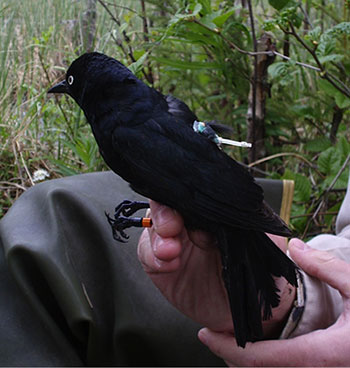 Geolocators can provide valuable insights into bird movements  in a bestcase scenario with a migratory bird nesting in Alaska and wintering down south an eightmonth record of sunrise sunset and date indicates the latitude and general location of the bird along the migration route south its wintering area and the return route