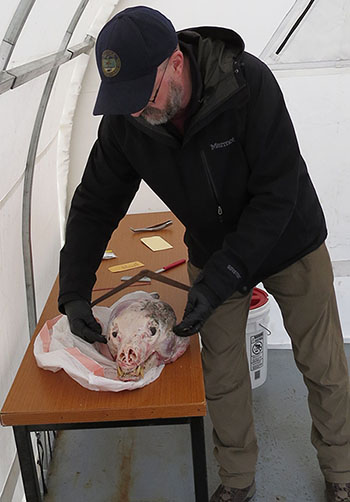 Carl Koch measures a bear skull with huge calipers