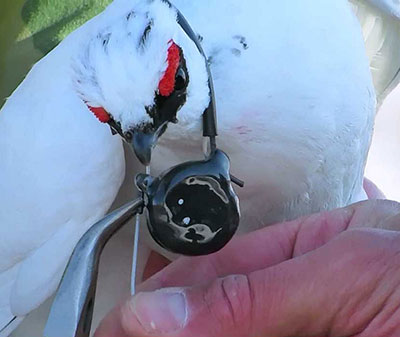 A make rock ptarmigan gets a tiny transmitter A biologist is crimping the fastener on the necklace