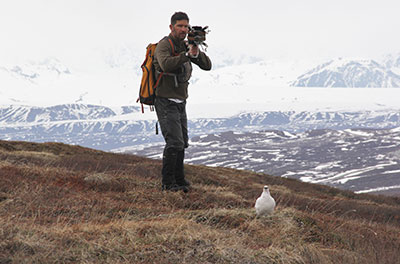 Wildlife biologist Rick Merizon takes aim at a ptarmigan with a shoulder fired net gun See the link in the article to the video to watch an entire capture