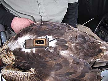 An eagle is equipped with a satellite transmitter to enable tracking