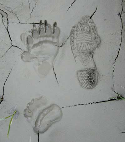 Brown bear tracks in Glacier Bay That39s a double print by the Xtratuf print and the front paw behind The bear has stepped in the track of his front foot superimposing or registering the rear footprint over the front paw track Riley Woodford photo