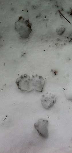 Wolverine tracks