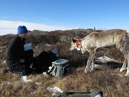 Wildlife veterinarian Marianne Lian and a young caribou