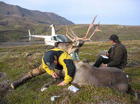 Wildlife biologist Lem Butler takes a blood sample from a caribou