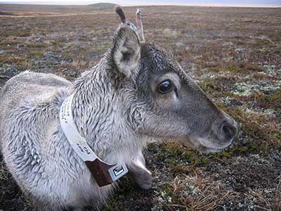 A caribou calf equipped with a radiocollar