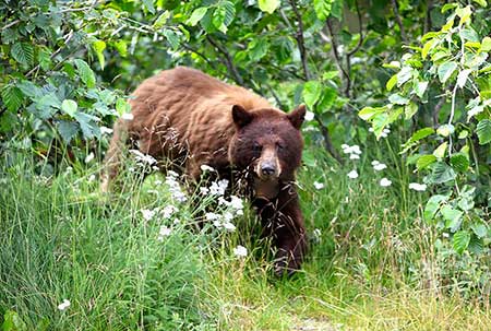A brown colored black bear Bears and other carnivores and scavengers in Alaska commonly carry the trichinella roundworm parasite which can be transmitted to people who eat undercooked meat Richard Housineaux photo