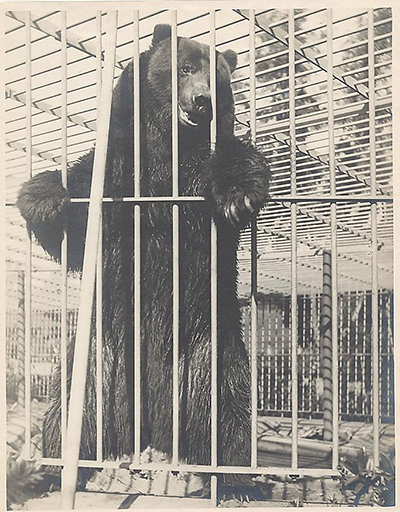 ldquoMonarchrdquo  captured in Ventura County at the behest of William Randolph Hearst in 1889 and eventually housed at Woodwards Gardens in San Francisco  was among the last wild grizzlies in California and was the model for the bear on the state flag