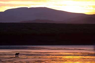 A female adult bear strolls along the tideline through a magnificent sunset at McNeil River State Bear Sanctuary copy2014 ADFampG photo by Kim King Jones