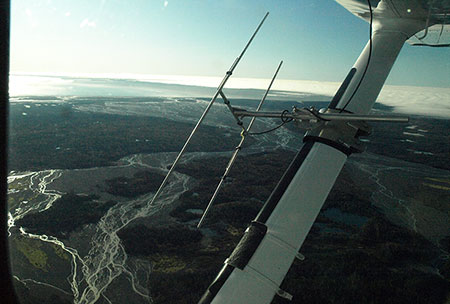 The Malaspina Forelands The bears39 radiocollars have GPS and VHF devices and the VHF transmitter allows biologists to locate the animal The antennae is picking up a VHF signal