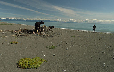 Approaching a snared bear