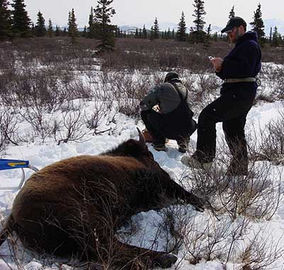 Biologists collar and process an immobilized bison one of the Farewell Herd