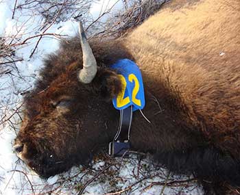 A collared animal before it39s released