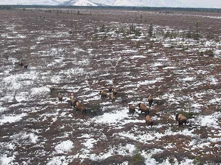 A group of bison in the Farewell area