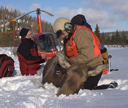 Wildlife biologists Thomas McDonnough orange vest and Jeff Selinger process a captured moose Photo courtesy Thomas McDonnough