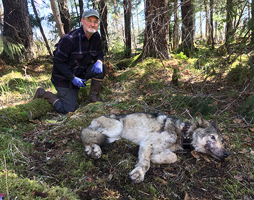Biologist Neil Barten and wolf 202401 The sedated wolf has been equipped with a GPS collar for research Barten removed some porcupine quills from the old wolf and was concerned about its condition