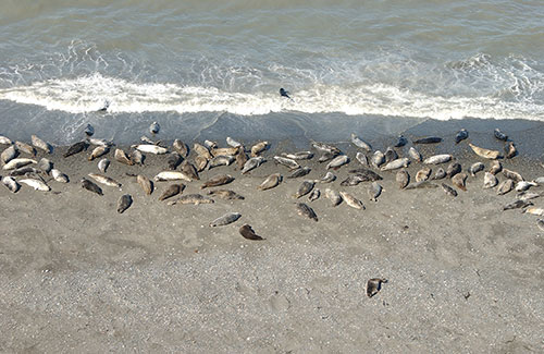 Harbor seals on the beach at Tugidak Island Photo by Sue Goodglick