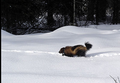 Wolverine release This wolverine was collared and had just recovered from the immobilizing drug