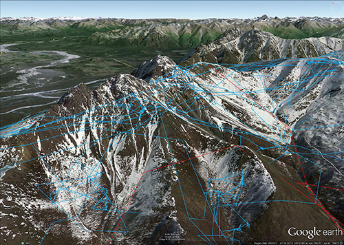 This Google Earth 3D map shows the movements of two wolverines through the upper slopes and summits of the rugged Chugach Mountains CWM006 is a male and the red line shows his movements over about a month between his capture and collaring Feb 21 2013 and his last transmission March 26 2013 The blue line shows the movements of CWF008 a female captured March 2 2013 and her last transmission June 12 2013 about a threemonth period This is how they really work in the threedimensional world Harrington said You really get a good appreciation when you see how steep it is and how they go up and down that rugged stuff