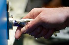 A salmon gets a 2 millimeter coded wire tag inserted into its snout during the tagging process at the Ladd Macaulay Visitor Center at the Douglas Island Pink amp Chum Hatchery Michael PennJuneau Empire