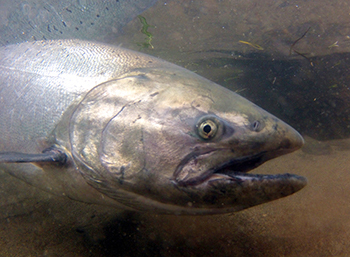 King salmon also called Chinook salmon are the largest salmon and some migrate thousands of miles to spawn Photo by Mark Emery