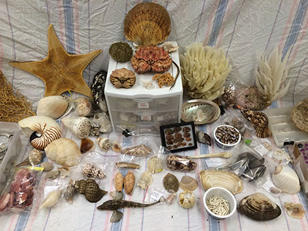 A sample of Scott39s collection of shells dried invertebrates and bottled specimens comprises 35000 to 40000 animals representing most habitats of the world