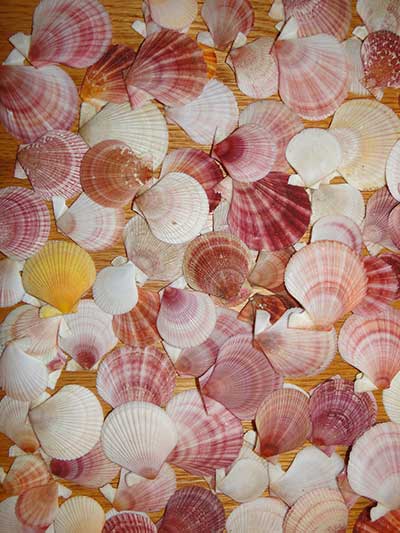 Smooth Chlamys rubida and spiny Chlamys hastada swimming scallops have tremendous color variations throughout SE Alaska Purple orange and blue can commonly be seen