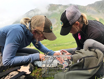 The pika team at work