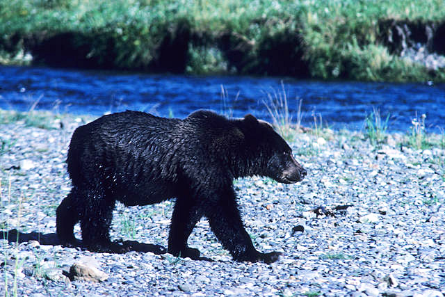 A blackcolored brown bear near Pack Creek on Admiralty Island Photo by Doug LarsenADFampG