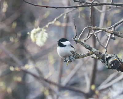 A blackcapped chickadee Chickadees use nest boxes Photo by Arin Underwood
