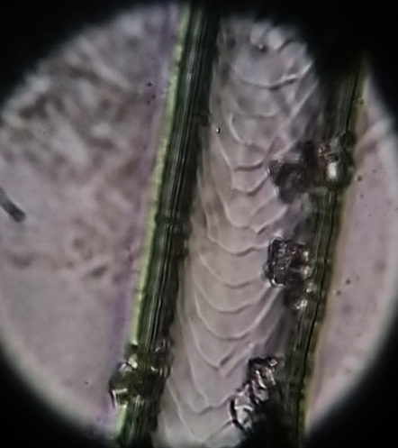 Cast on a glass slide of a proximal guard hair enlarged 40X from a Canada lynx