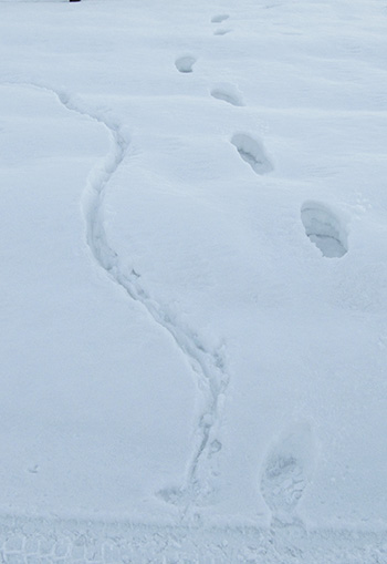 Muskrat tracks showing the mark of the tail Photo by Mike Taras