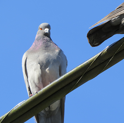 Pigeons at the Juneau harbor