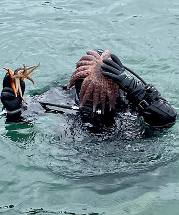 Rhea Ehresmann surfaces with sea stars for the students Kellii WoodADFampG