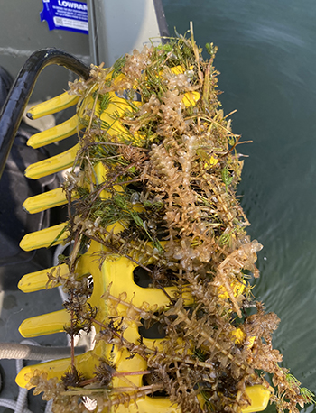 emFigure 6 Dying Elodea after treatment with diquat Some native vegetation unimpacted by the treatment 2020 ADNR em