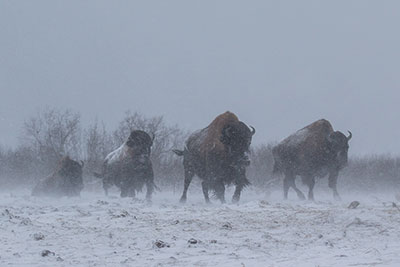 Doug Lindstrand photo