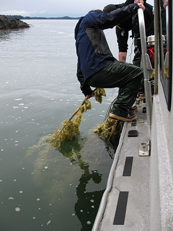Pulling in hemlock branches after herring have deposited eggs Branches and kelp are set in spawning areas and collected later The commercial version of this is known as quotpoundquot fishery as the kelp is impounded
