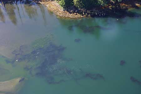 Pink salmon congregate at the mouth of the Hetta Portage stream one of the large pink salmon streams on Prince of Wales Island