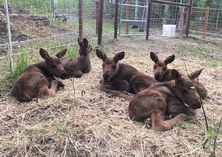 Moose calves in the summer of 2019 at the Moose Research Center