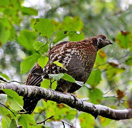 A sooty grouse or hooter Photo by Phil Mooney