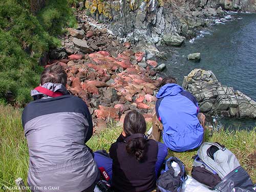 Visitors to Round Island at an overlook