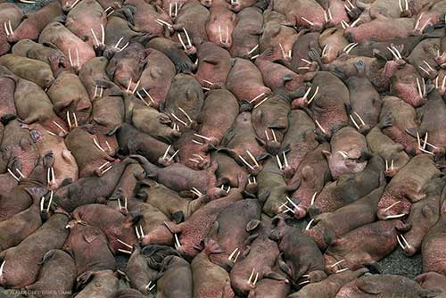 Walrus haul out at round Island