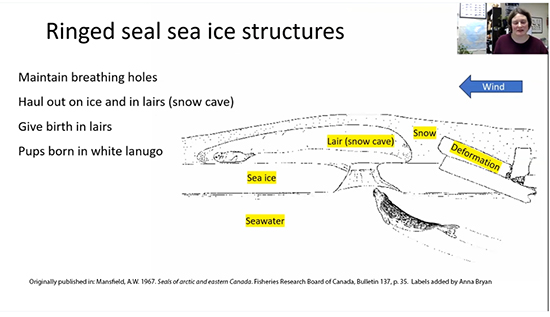 A seal coming up into a lair with a pup through an access hole which also serves as a breathing hole Not all breathing holes are associated with lairs they may also be in the open The lair has a crusty ceiling a hard protective shell under the snow
