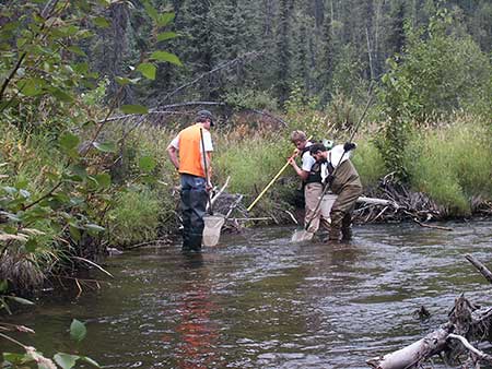 The author Ryan Snow and Joe Buckwalter electrofishing to document the presence and species of salmon in a stream