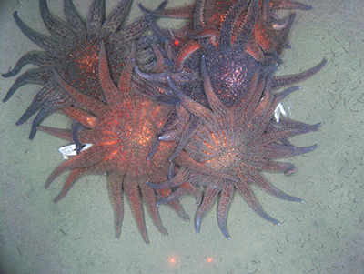 A Pycnopodia mosh  the sea stars pile on a dead flatfish probably an arrowtooth flounder Camsled picture courtesy Quinn Smith Camsled is towed behind a vessel near the seafloor and allows for photo video and seafloor observation The red dots are lasers points that assist in measurements