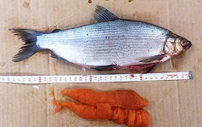 Female least cisco ghelghuli with eggs harvested in a fi sh trap at Shagelagh by Lime Village  residents during the week of October 6 2014 Photo by Dave Runfola ADFampG