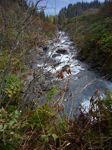 Allison Creek View is looking downstream below the canyon area Lots of alder and devils club Valdez is seen in the background Photo MD Miller 924 2010