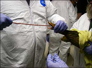 Bird stabilization training